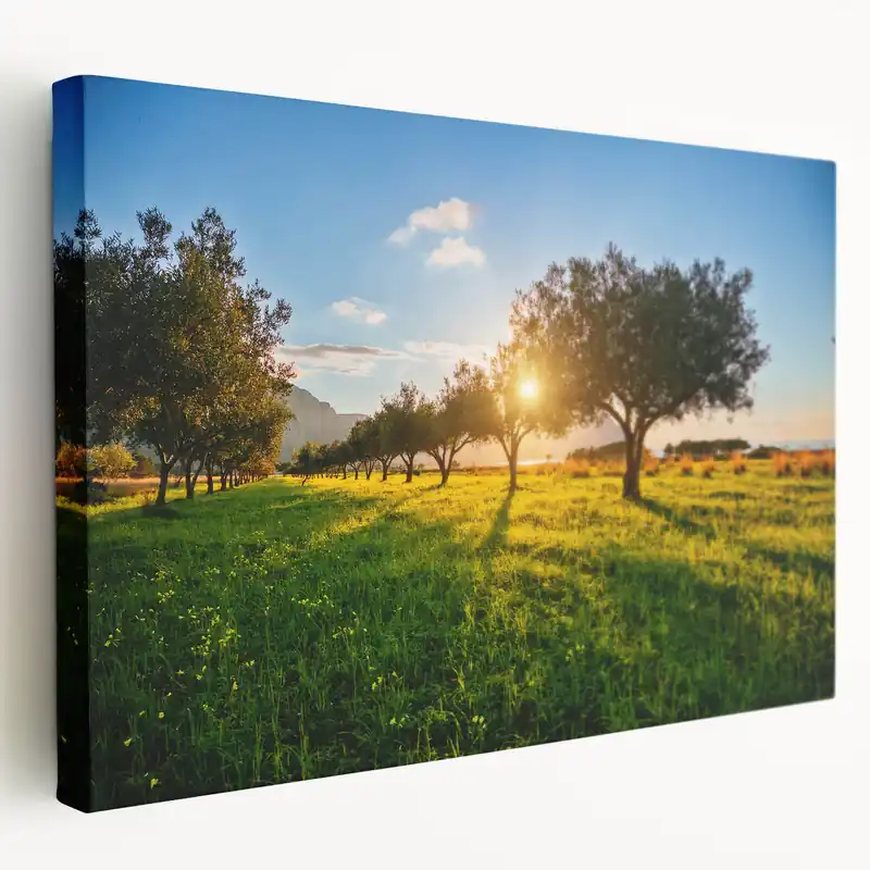 Limited Edition Sicily Landscape Art - Olive Tree Grove at Sunset in the Sicilian Countryside