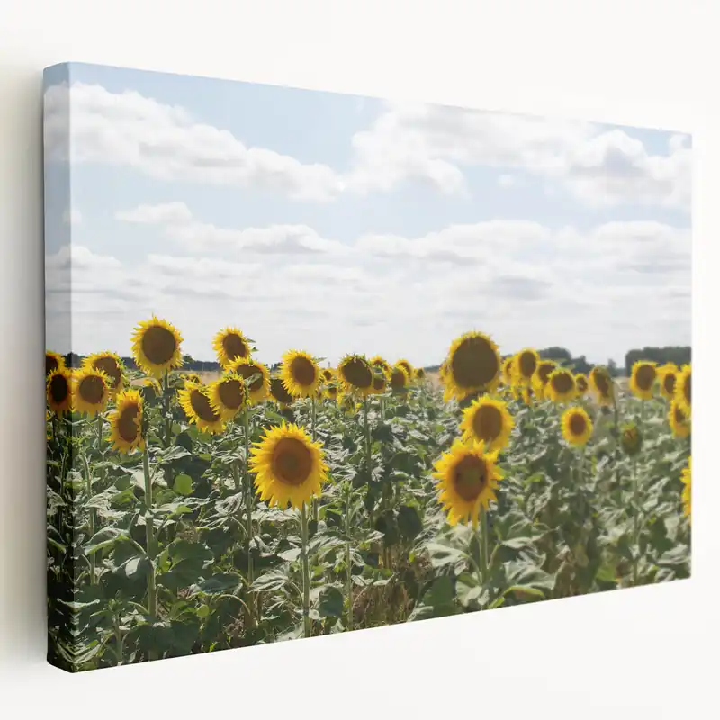 French Countryside Wall Decor - Provence Sunflower Field Art Prints Super Sale