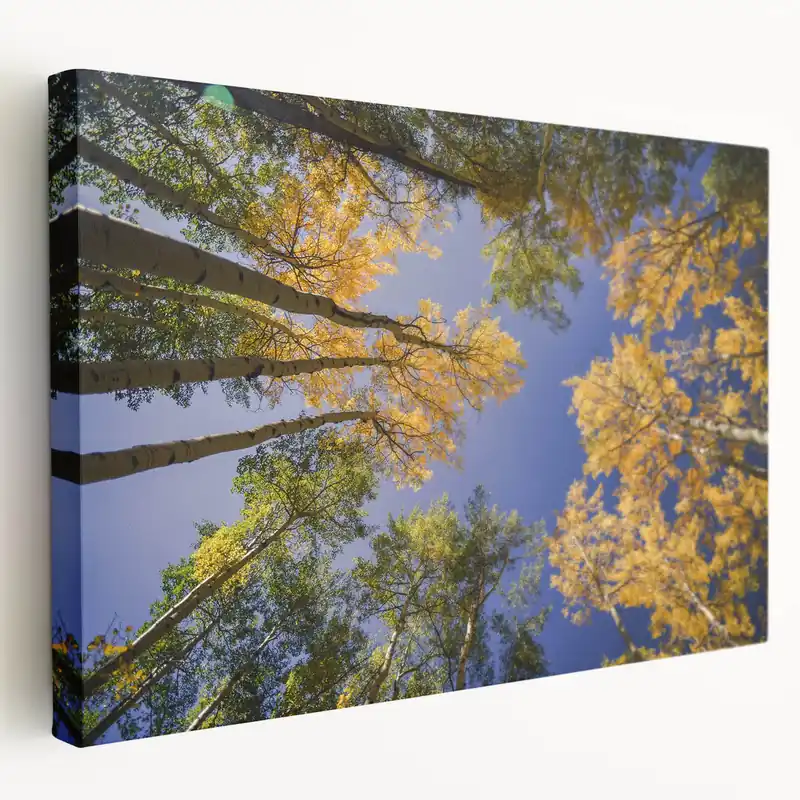 Vail Scenic Prints - Autumn Aspen Trees and Blue Sky Nature Photography In Demand