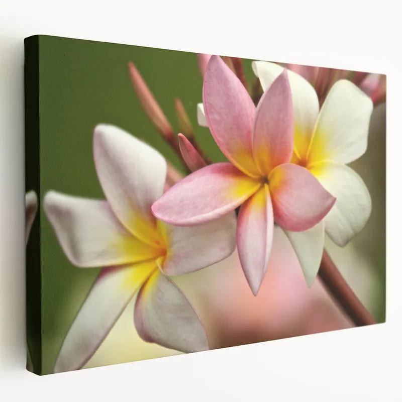 Wholesale Fiji Frangipani Blossoms - Tropical Fiji Canvas