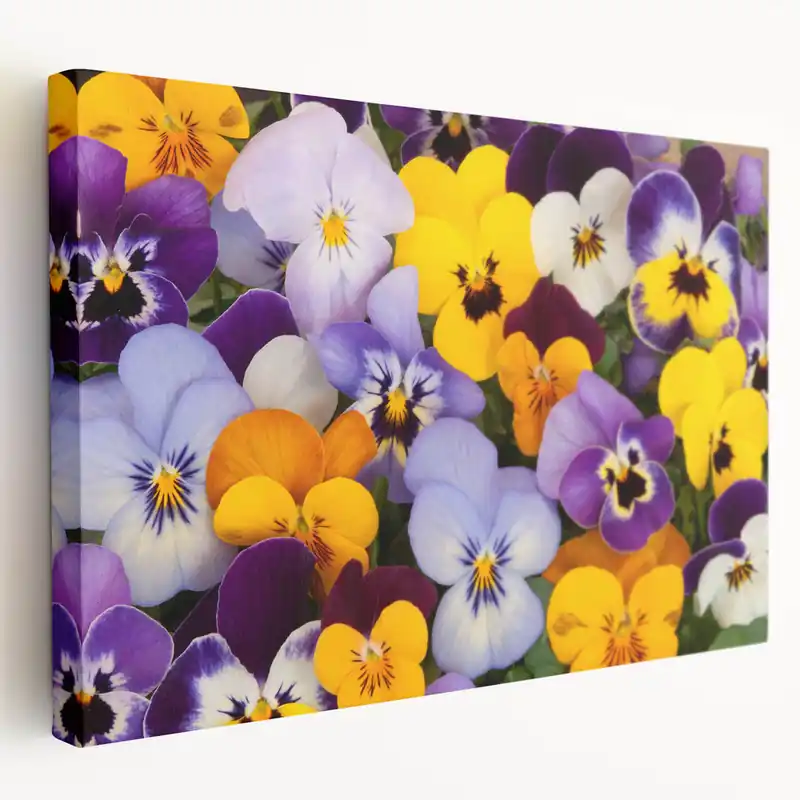 Vibrant Pansy Wall Art – Botanical Flower Prints for Home Decor Money Back Guarantee
