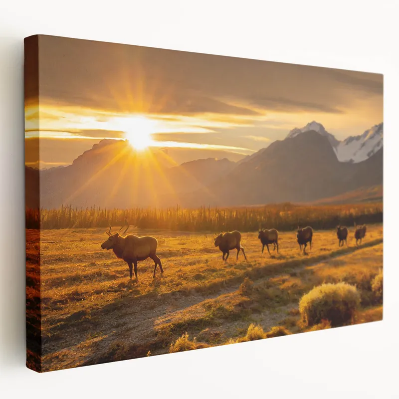 Sunset Sojourn - Caribou in Yukon Wilderness Canvas Crafted