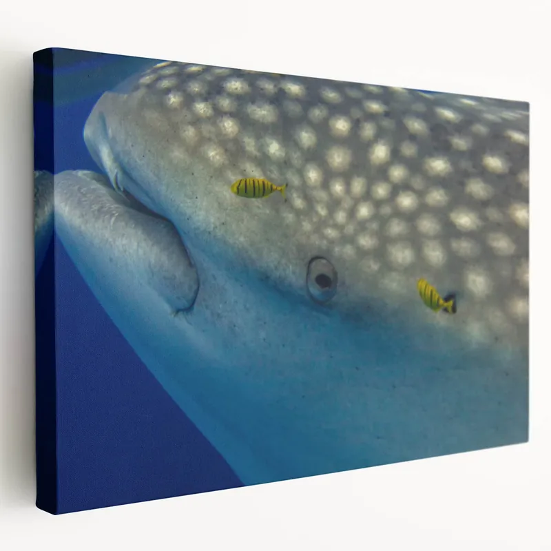 Last Chance Sri Lanka Photography Prints - Whale Shark Underwater Close-Up Canvas