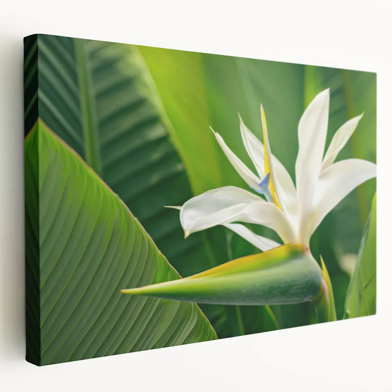 Elegant White Bird of Paradise Wall Art - Tropical Floral Canvas Print Super Sale