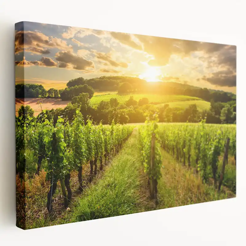 Sunlit Vineyard Landscape - Beautiful Nature Canvas Wall Art Express Delivery
