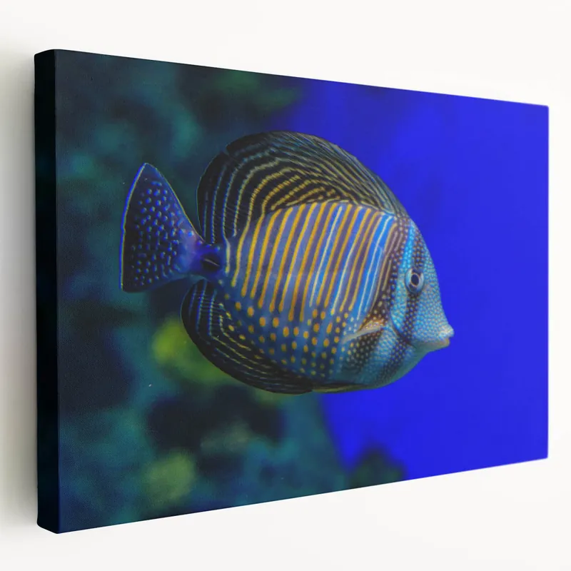 Vivid Fish Wall Art - Striped Surgeonfish Canvas Print - Ocean Decor Professional Grade