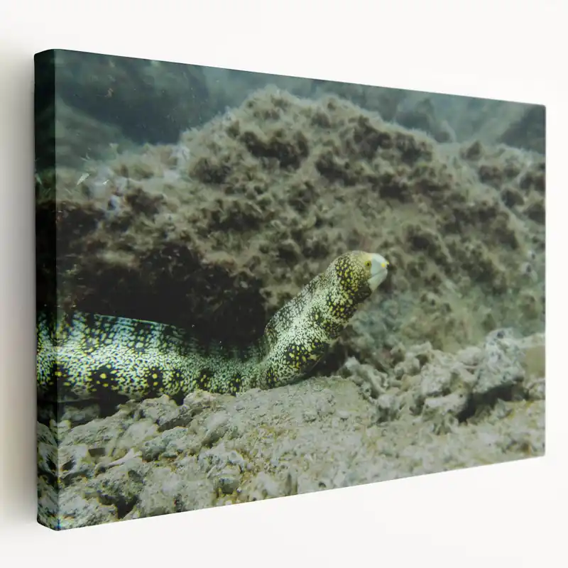 Vibrant Eel Wall Art - Underwater Marine Life Canvas & Framed Prints Genuine