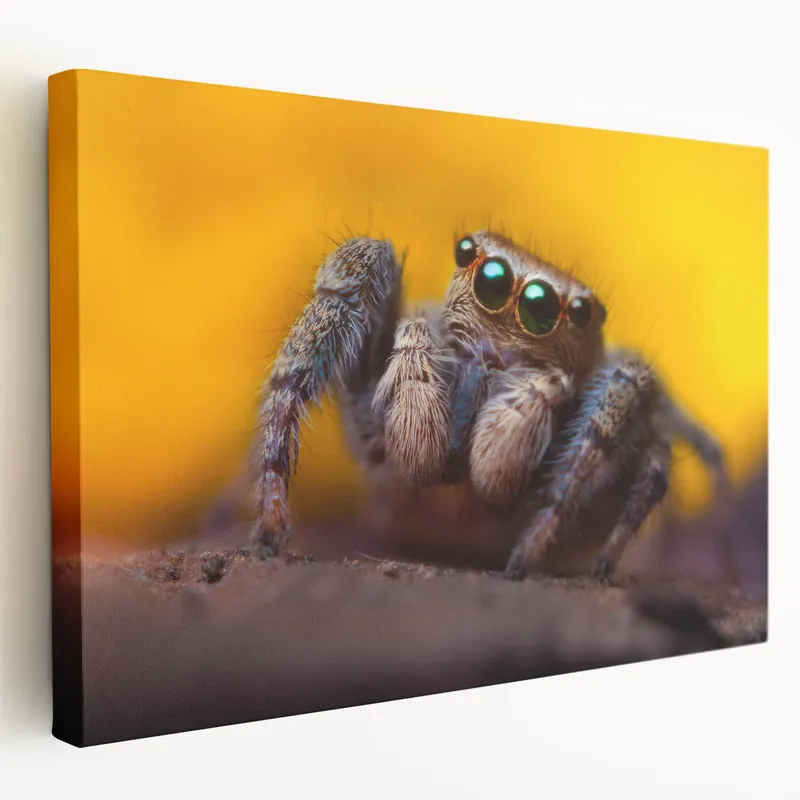 Vibrant Spider Macro Art - Colorful Arachnid Wall Decor - Canvas & Prints Factory Price