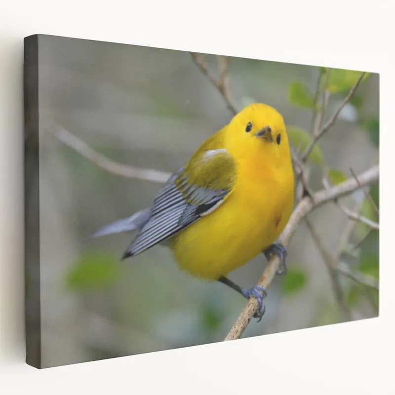 Vibrant Garden Birds Wall Art - Yellow Songbird Canvas Print Decor Luxury