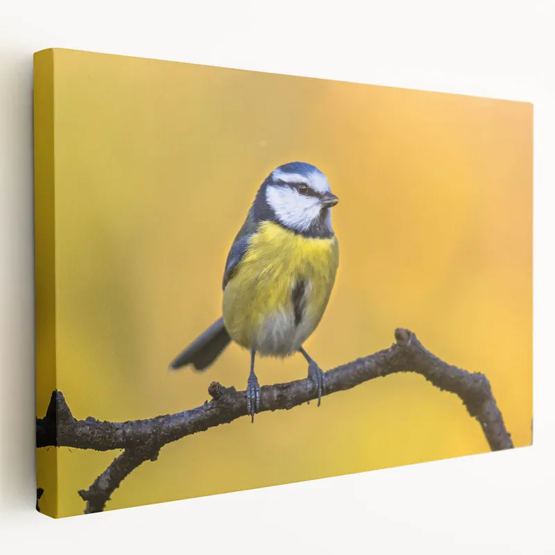 Vibrant Garden Birds Wall Art - Blue and Yellow Bird Canvas Decor Next Day Delivery