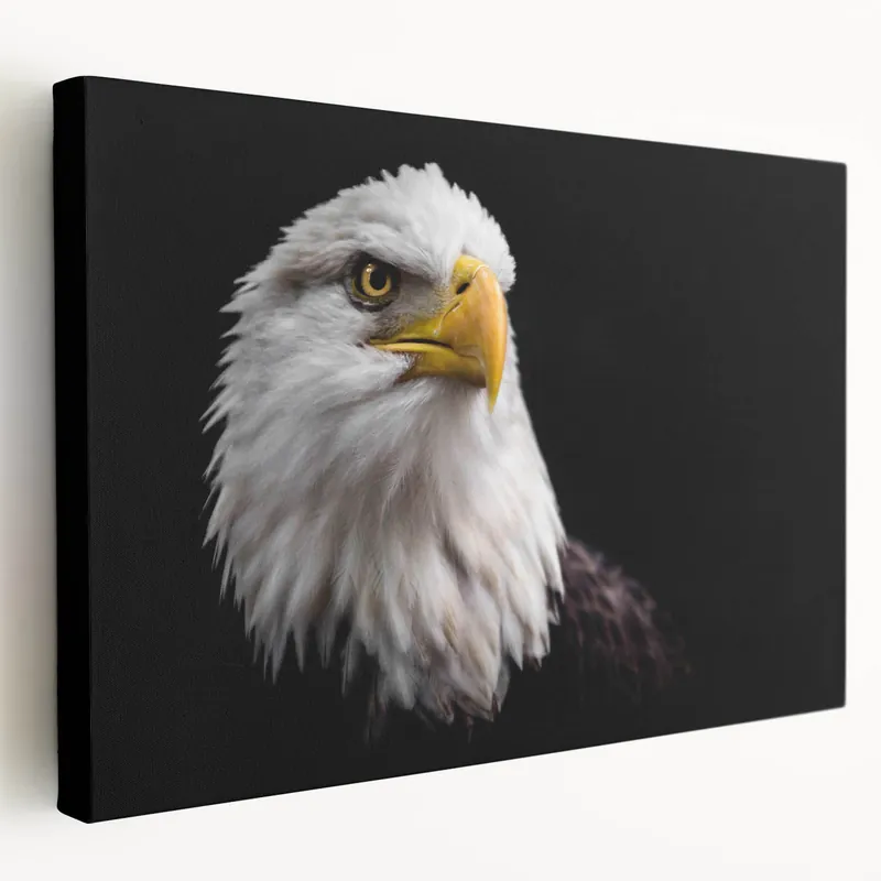 Elegant Birds of Prey Wall Art – Majestic Bald Eagle Portrait Print Best Price