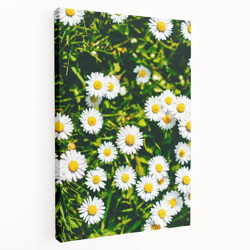 White Daisies Floral Field - Spring Wall Art Botanical Canvas Sale