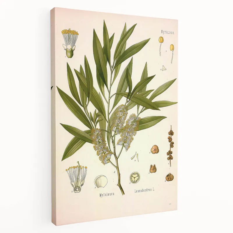 Vintage Botanical Illustration of Melaleuca Art Print Big Sale