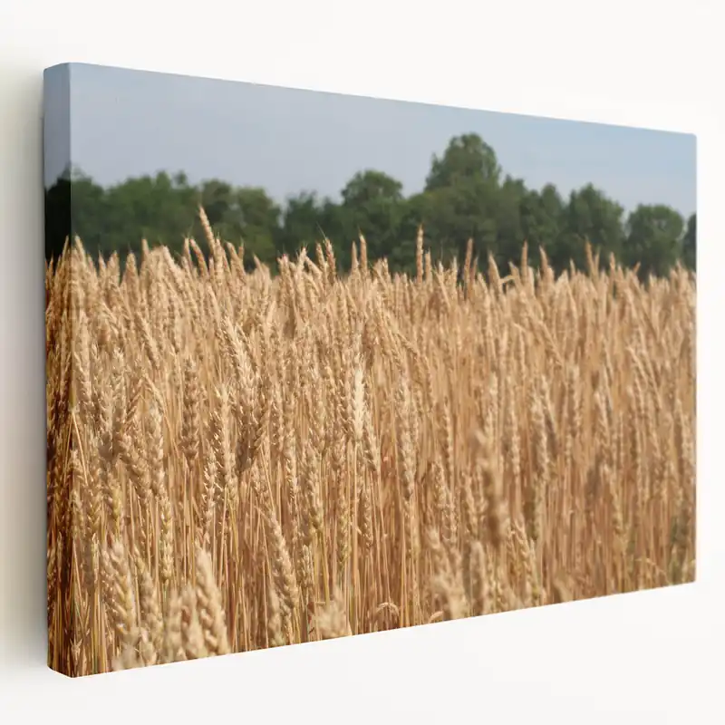 Golden North Dakota Wheat Field - Scenic Canvas Prints & Wall Art Money Back Guarantee