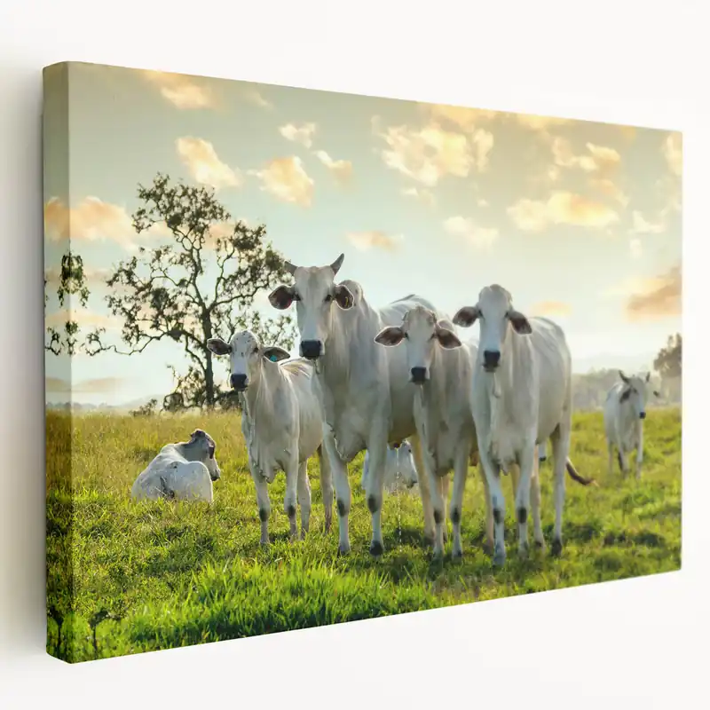 White Cows in Pasture Wall Art - Peaceful Cow Canvas for Farmhouse Decor Next Day Delivery