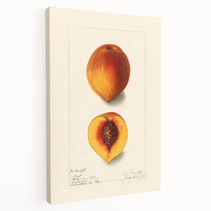 Vintage Peach Fruit Art Prints – Elegant Botanical Kitchen Decor Sale