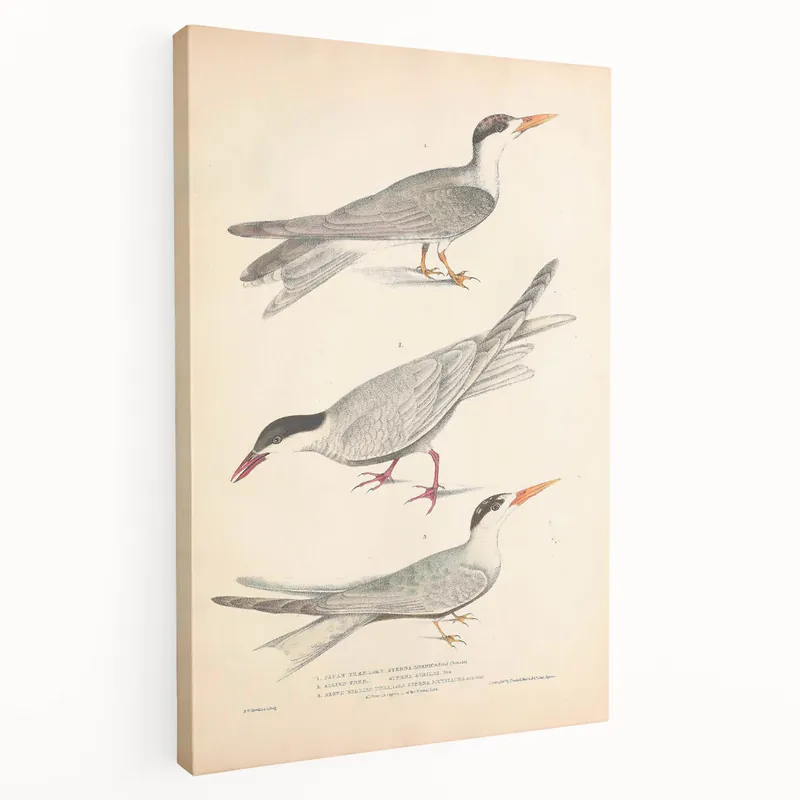 Vintage Animal Art – Elegant Tern Bird Illustration Wall Print Bulk Order