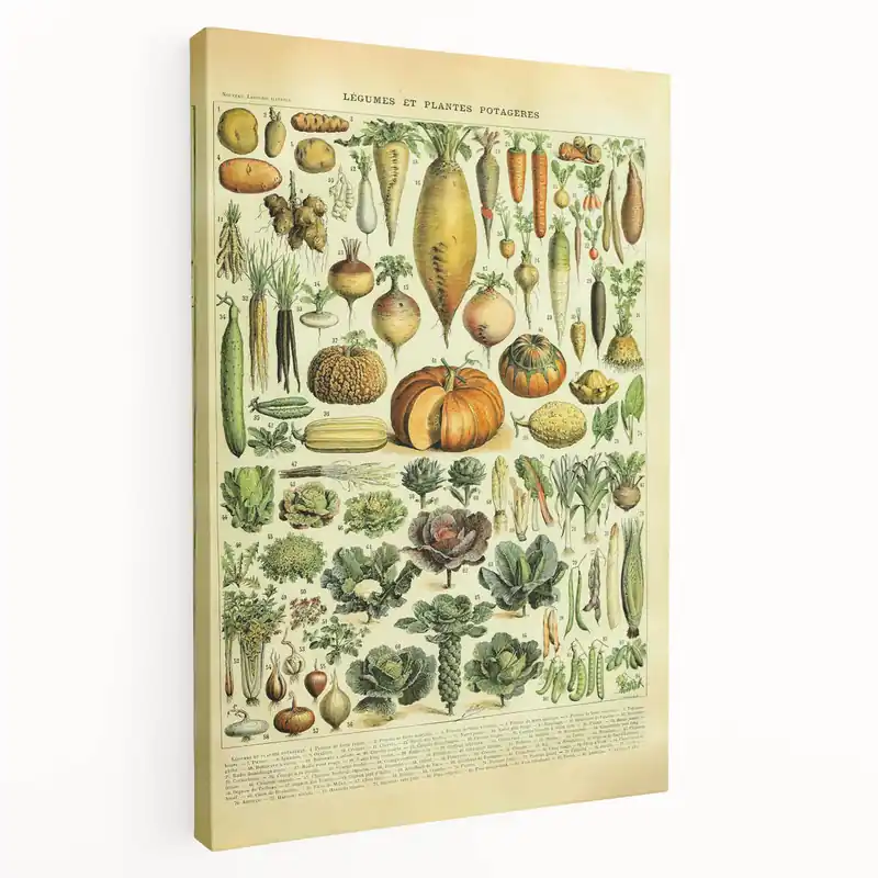 Vintage Botanical Art Prints: Detailed Vegetable Illustration Wall Art Popular