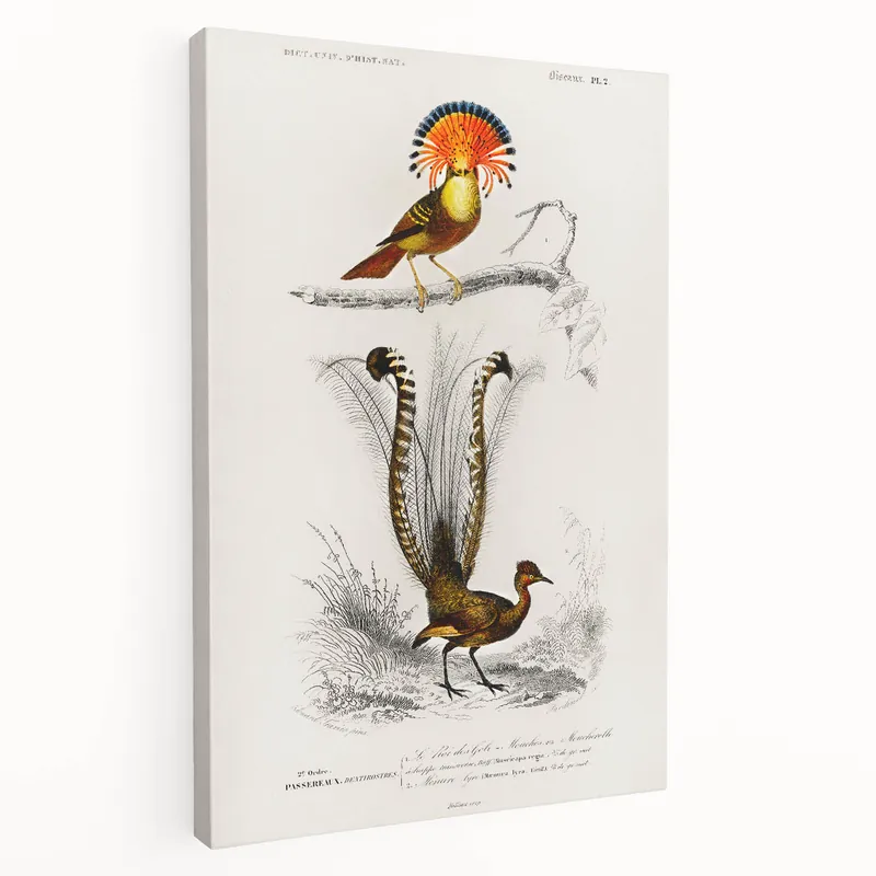 Romanticism Art: Ornate Bird Illustration - Historical Canvas Print Buy Direct