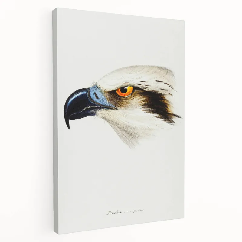 Fast Shipping Romanticism Art: White-Headed Osprey Wildlife Illustration
