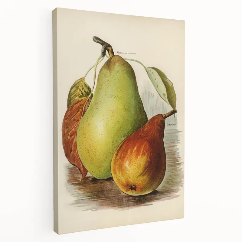 Realism Art Print of Vintage Pear Illustration - Classic Fruit Study Modern