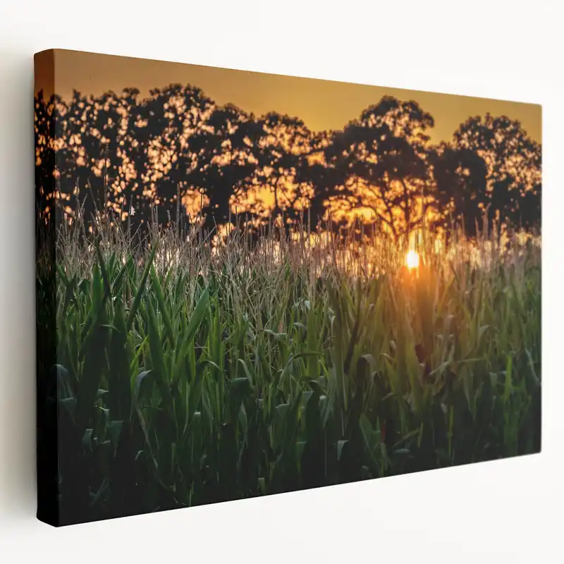 Latest Raleigh Sunset Cornfield Art - Scenic North Carolina Rural Photography
