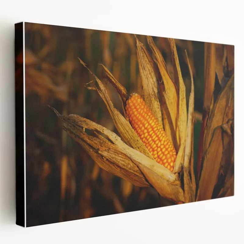Rustic Corn Harvest Wall Art – Golden Corn on the Cob in Field Close-Up High Quality