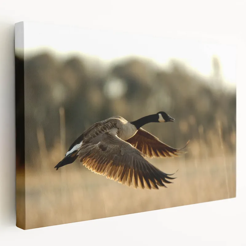 Graceful Canada Goose in Flight – Cape Hatteras Scenic Wall Art Print Affordable