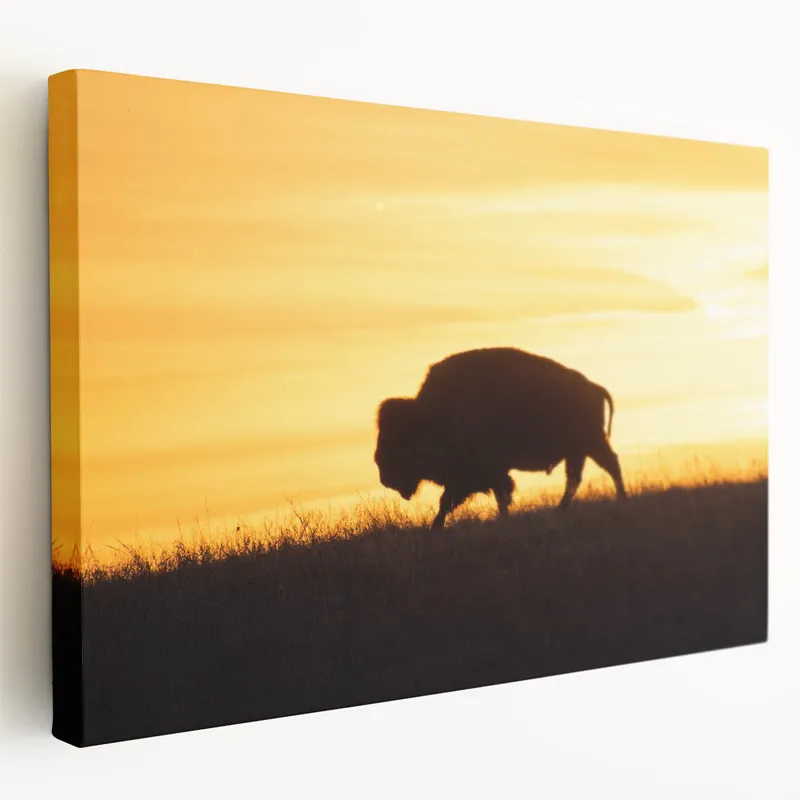 Express Delivery Kansas Nature Art - Bison Silhouette at Sunset Kansas Photography Print
