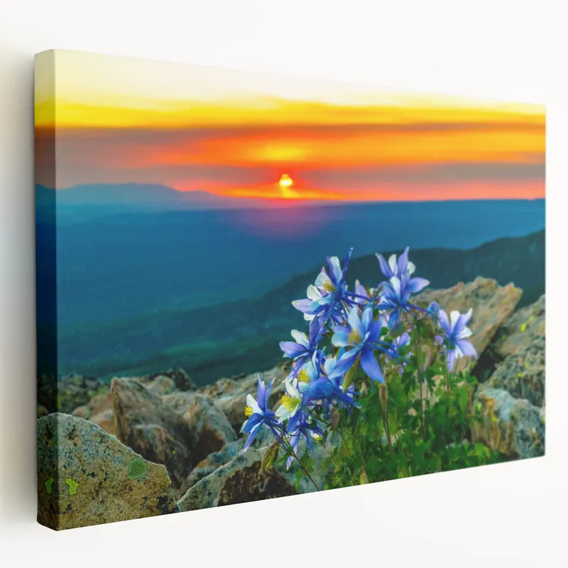 Colorado Springs Wall Art - Sunset Over Mountains with Columbine Flowers Factory Price