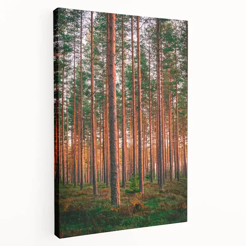Scenic Finland Art - Sunlit Pine Forest Nordic Nature Wall Canvas Print Fast Shipping
