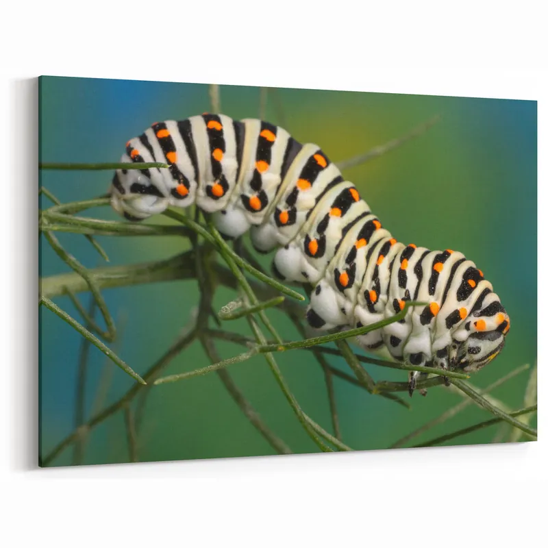Detailed Caterpillar Wall Art - Nature Close-Up Wildlife Photography Print Luxury