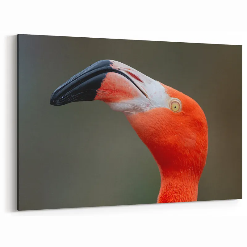 Bird Art Prints - Flamingo Close-Up Wildlife Photography Canvas Print In Demand