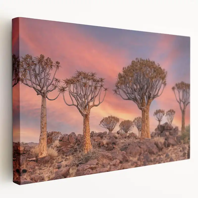 Fresh Stock Quiver Trees of Namibia – Sunset Desert Landscape Wall Art Print