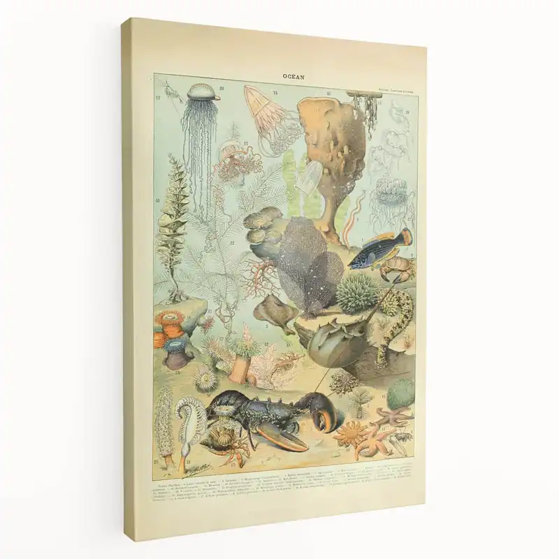 While Supplies Last Vintage Animal Art: Retro Ocean Life & Marine Creatures Print