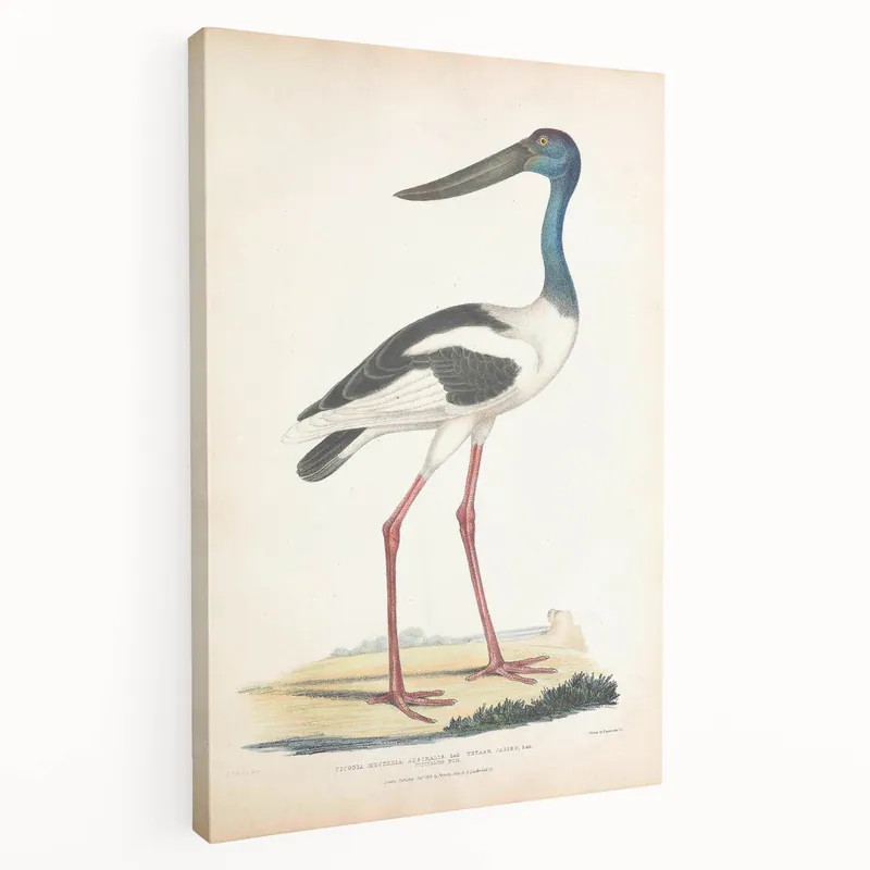 Vintage Animal Art – Elegant Black-Necked Stork Wall Print Authentic