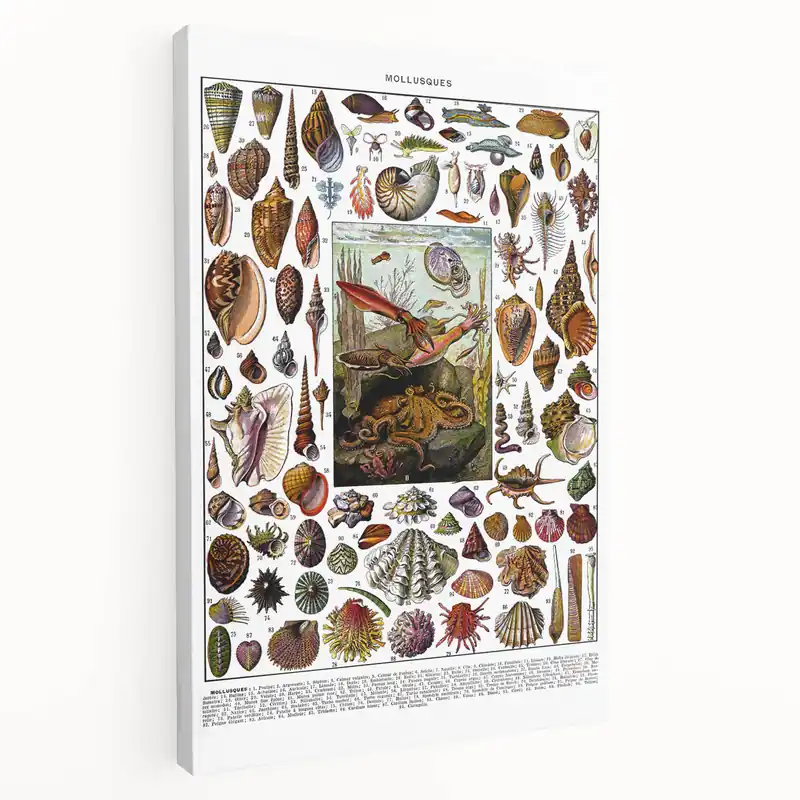 Vintage Mollusques Illustration - Nature Elements Wall Art Print Reduced Price