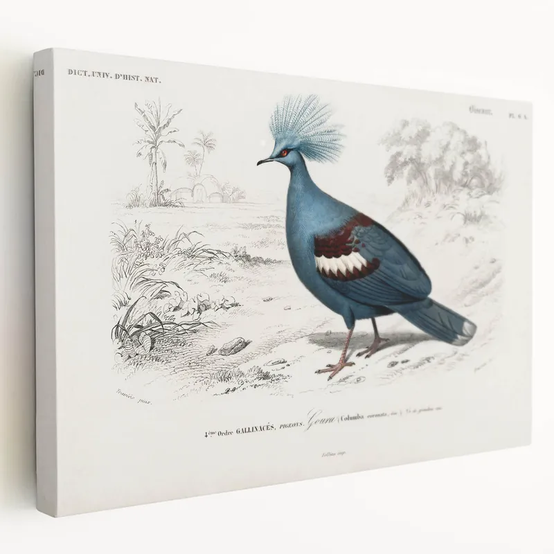 While Supplies Last Romanticism Art: Crowned Pigeon (Goura) Illustration