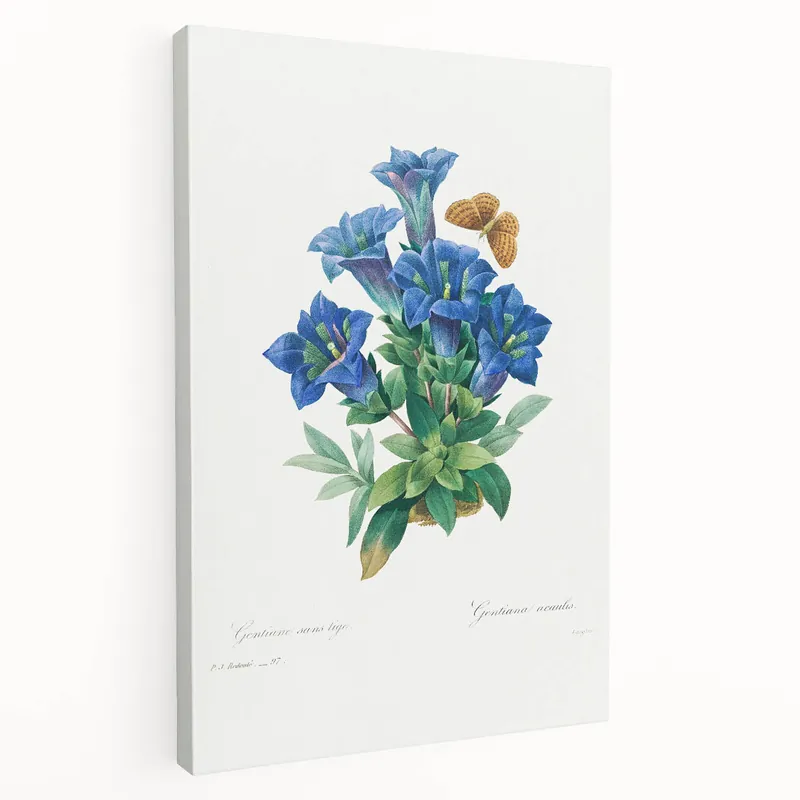 Warranty Included Neoclassical Art Print of Gentiana Acaulis by Redouté - Classical Style