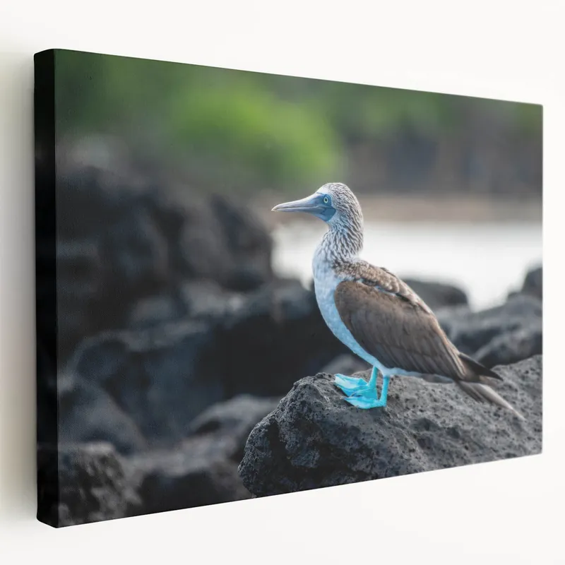 Galapagos Wildlife Prints - Blue-Footed Booby Ecuador Nature Art Place Order