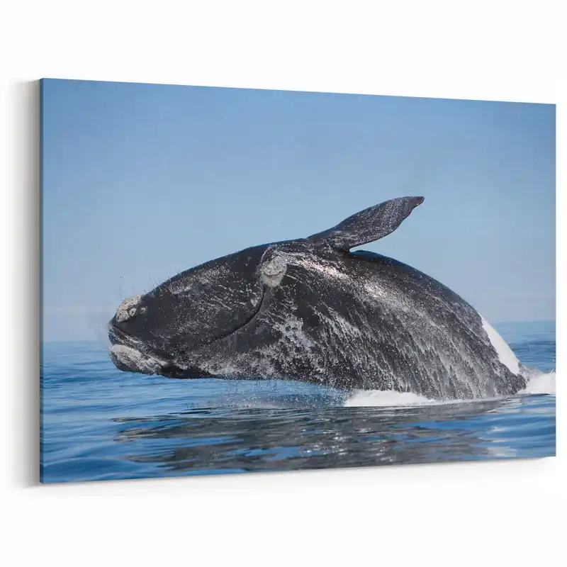 Wholesale Argentine Nature Photography - Breaching Whale Spectacle