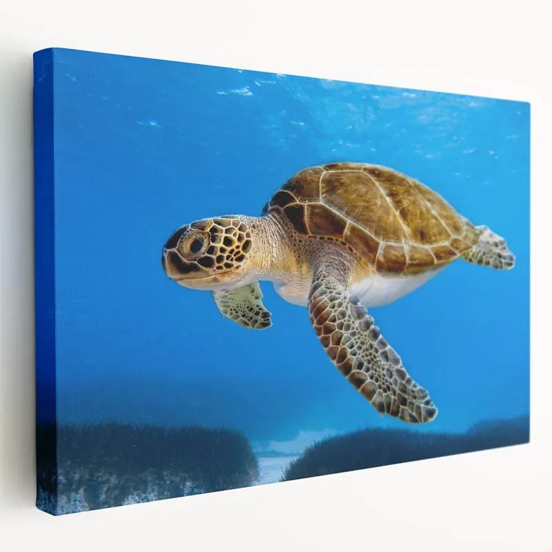 Cyprus Wall Art - Coastal Cyprus Landscapes Sea Turtle Photography Sale