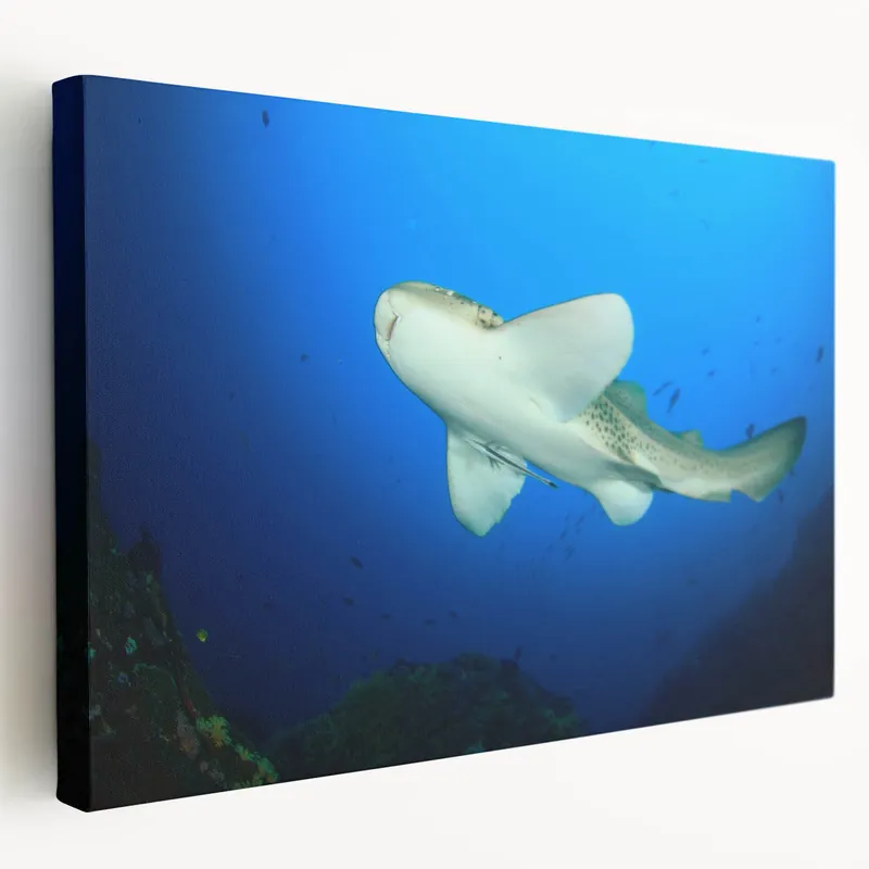 Leopard Shark Art - Underwater Thai Marine Life Canvas Print Special Discount