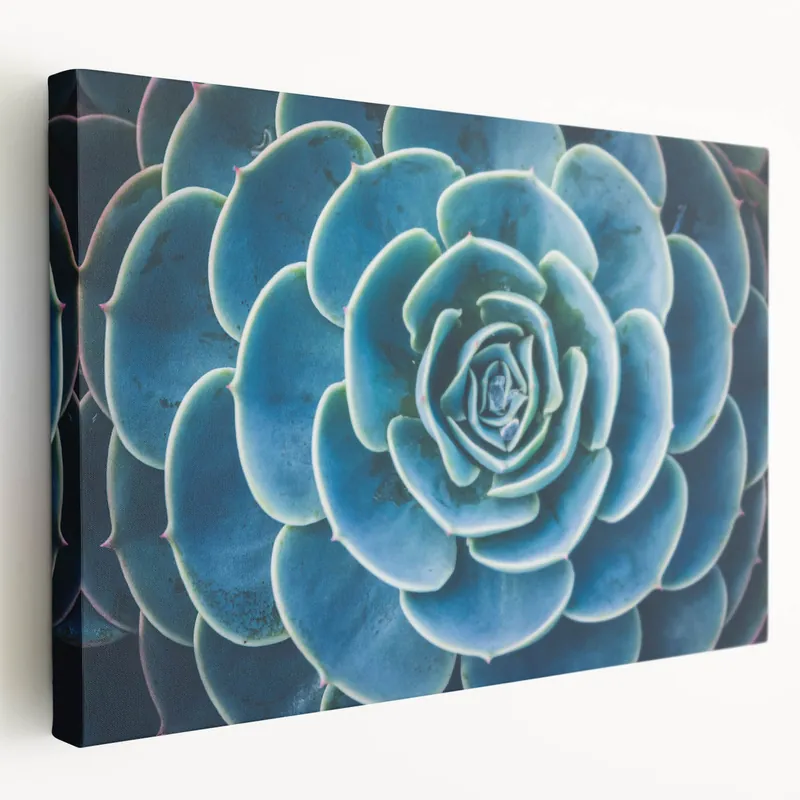 Holiday Sale Blue Succulent Wall Art - Nature Close-Up Photography for Modern Decor