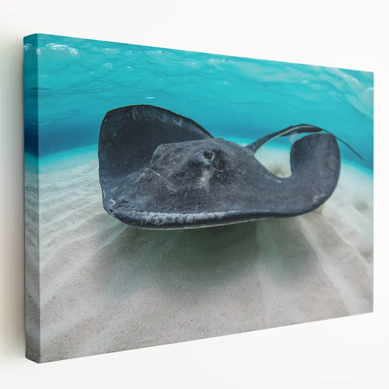 Cayman Island Photography – Stunning Stingray Underwater Tropical Art Get Yours