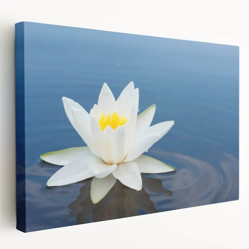 Elegant Water Lily Canvas Print - Beautiful Floral & Botanical Wall Art Best Choice