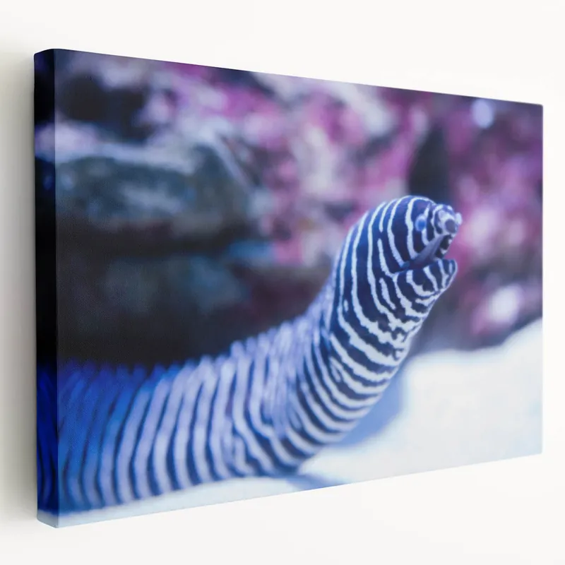 Striking Eel Wall Art - Underwater Marine Life Canvas & Framed Prints Limited Offer