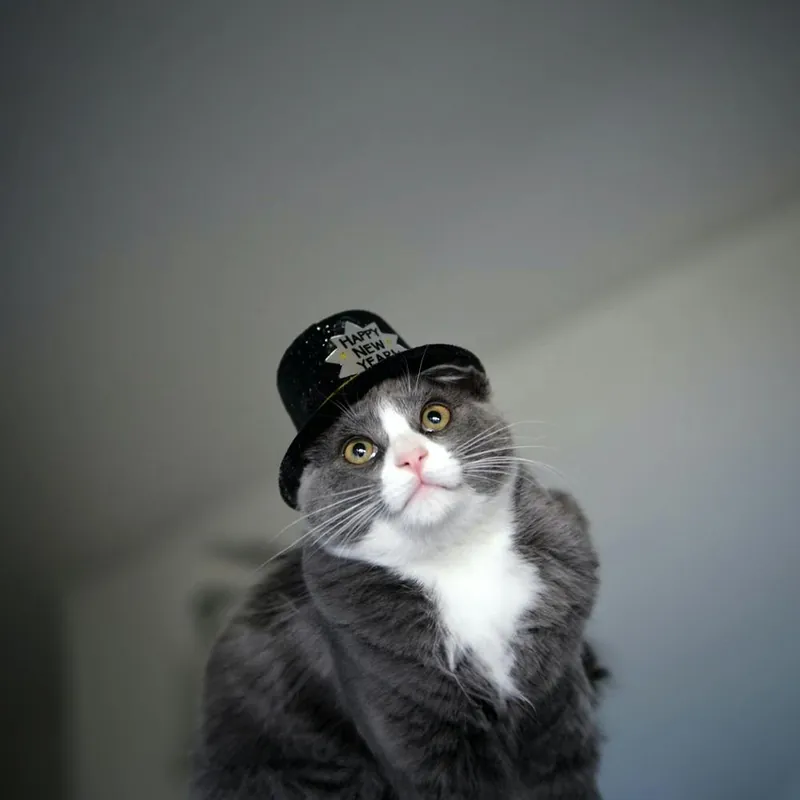 New Release Cat In Hat