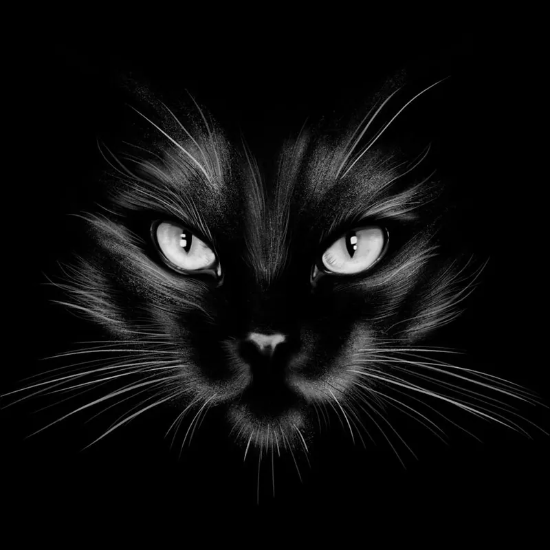 In Demand Black Cat 1