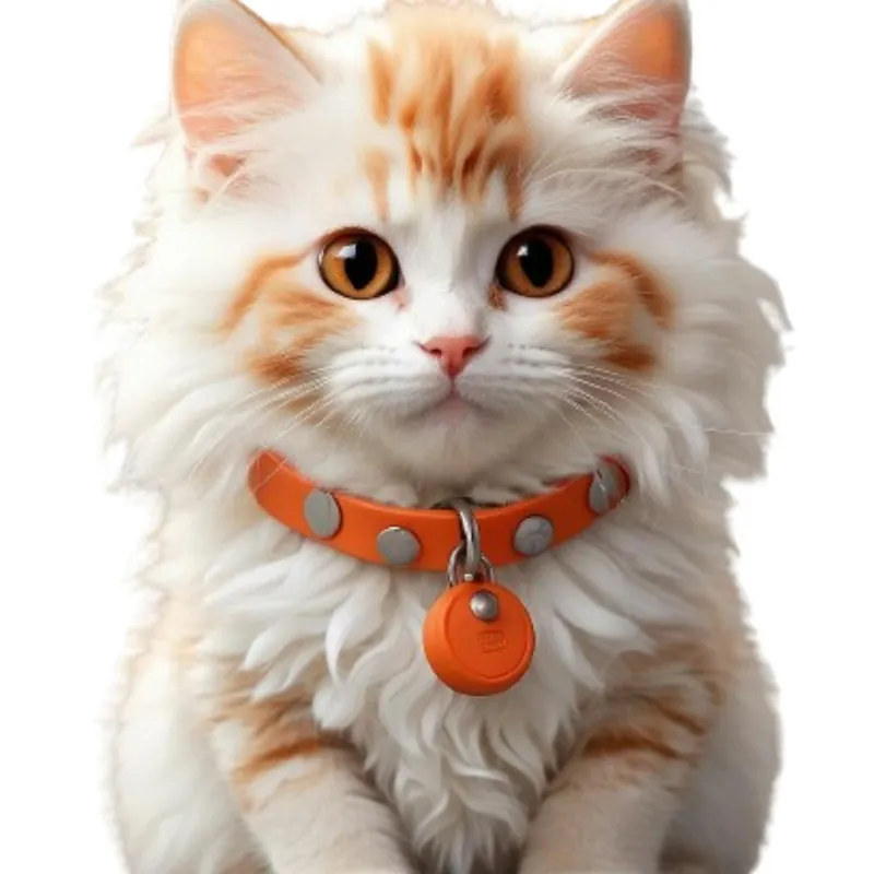 Orange Collared Cat Trusted Brand